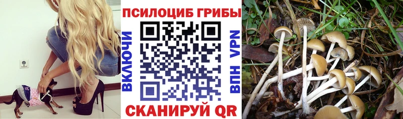 Псилоцибиновые грибы Cubensis Кириллов